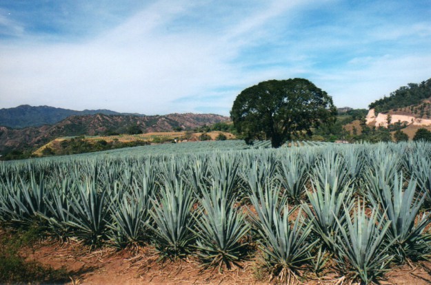 agave