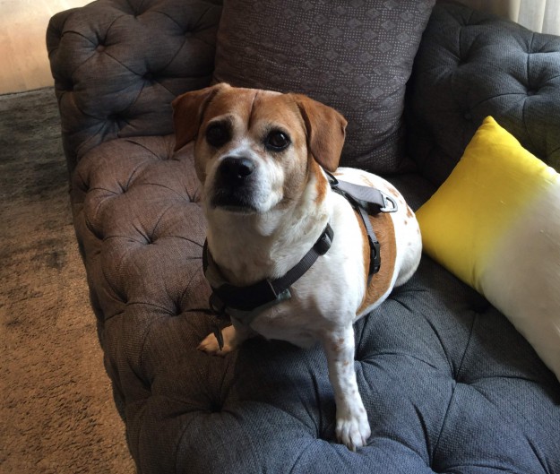 Stella, Director of Pet Relations, The Brice Hotel