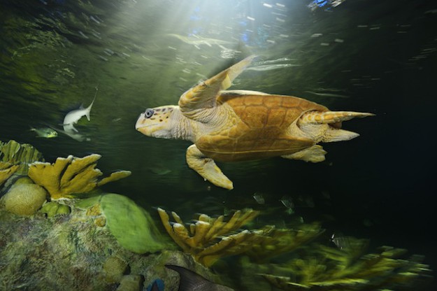 New England Aquarium - New Giant Ocean Tank