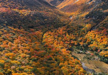 Fall Foliage - Abhi Verma - Unsplash