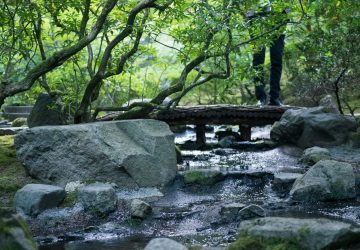 Urban Gardens - Shavonne Yu - Unsplash